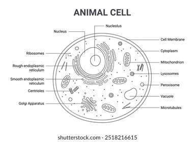 Ilustración vectorial de la estructura de la anatomía celular animal. Infografía de esquema 