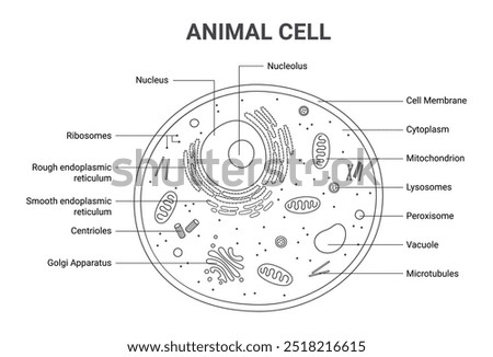 Vector illustration of the Animal cell anatomy structure. Outline infographic 