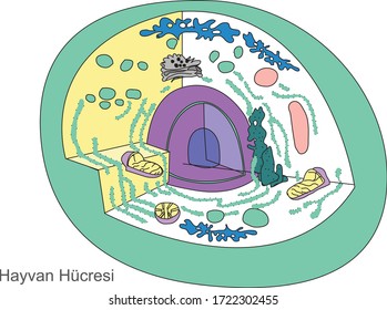 Vector Illustration of Animal Cell, Online Education Material. English Translation: Animal Cell