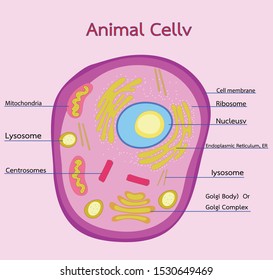 Vector Illustration Animal Cell Structure Useful Stock Vector (Royalty ...