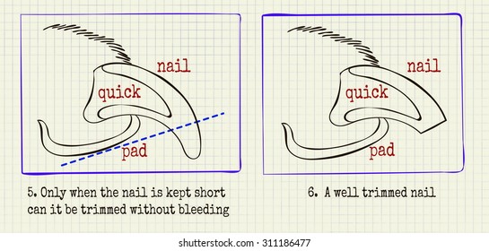 vector illustration animal grooming claws 3 of the diagram