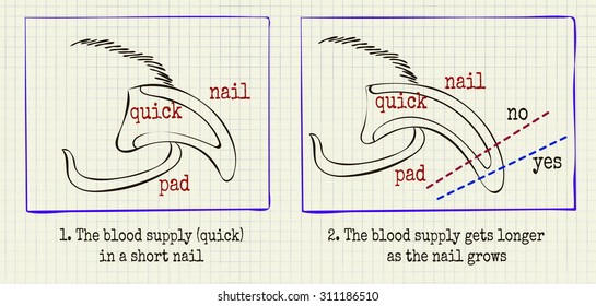 vector illustration animal grooming claws 1 of the diagram