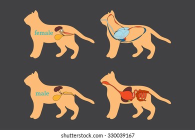 Vector Illustration of Animal organ systems. Domestic Cat.