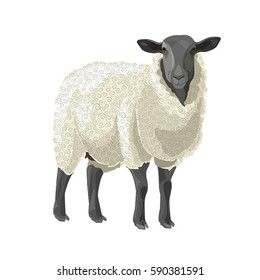 Vector illustration animal sheep