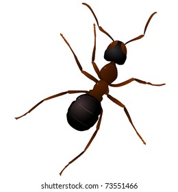 vector illustration of an ant.