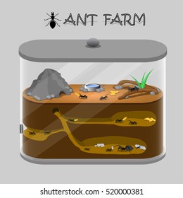 Vector Illustration Of Ant Farm. Ants Inside