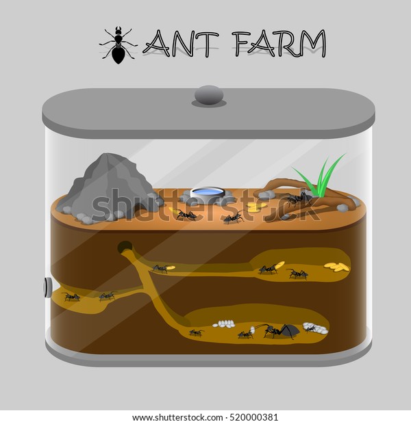 Vector illustration\
of ant farm. Ants\
inside