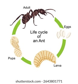 Vector illustration of the ant life cycle showing four main stages: eggs, larva, pupa, and adult ant. Perfect for educational materials, biology textbooks, science infographics, and classroom resource