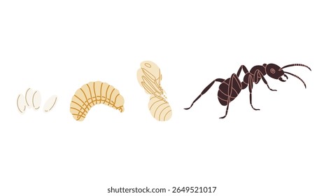 Ilustração vetorial do ciclo de vida da formiga mostrando quatro estágios principais: ovos, larva, pupa e formiga adulta. Perfeito para materiais educacionais, livros didáticos de biologia, infográficos científicos e recursos para sala de aula