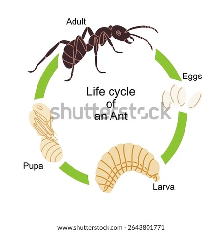 Vector illustration of the ant life cycle showing four main stages: eggs, larva, pupa, and adult ant. Perfect for educational materials, biology textbooks, science infographics, and classroom resource