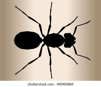 Vector illustration of an ant. Silhouette of black garden ant. Queen of the garden ant.
