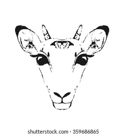Vector illustration of an Antelope head. Isolated on a white background.