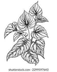 Vector illustration of an Anthurium flower bush in engraving style