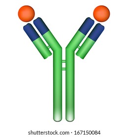 Vector Illustration Of Antibody Molecule Immunoglobulin With Bound Antigen