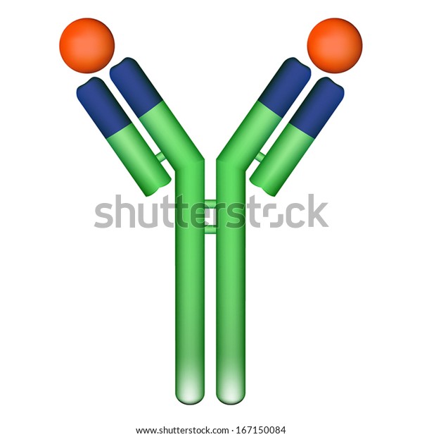 結合抗原を持つ抗体分子免疫グロブリンのベクターイラスト のベクター画像素材 ロイヤリティフリー