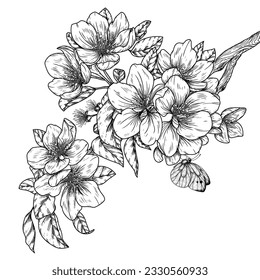 Vector illustration of an apple blossom branch with a butterfly in engraving style