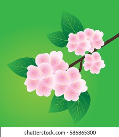 vector illustration of an apple blossom branch on green background.