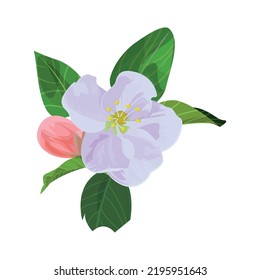 Vector illustration of apple flower with leaves and bud. Realistic illustration for packaging, prints, postcard, greetings.