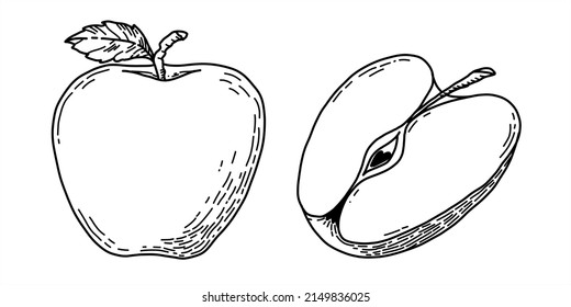 Vector illustration of Apple and Half of fruit. Hand drawn slice of ingredient for juice. Simple drawing