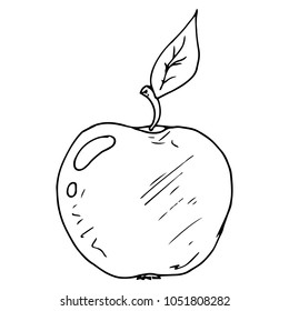 Vector illustration of an apple. Hand drawn.