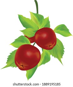 Vektorgrafik von Apfelrot und grünem Blatt einzeln auf weißem Hintergrund.