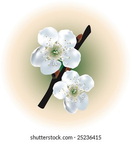 Vector illustration of an apple tree branch with flowers