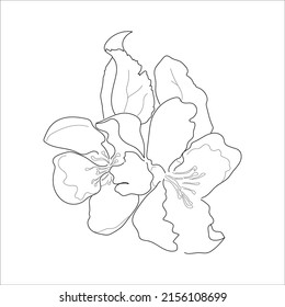 Ilustración vectorial de una flor de manzano