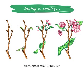 Vector Illustration of Apple tree sketch for Design, Website, Background, Banner. Hand drawn flower Elements. Vintage Spring Template