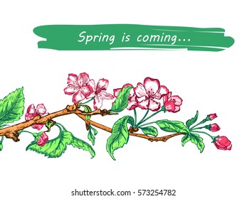 Vector Illustration of Apple tree sketch for Design, Website, Background, Banner. Hand drawn flower Elements. Vintage Spring Template