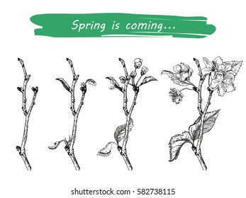 Vector Illustration of Apple tree sketch for Design, Website, Background, Banner. Hand drawn flower Elements. Vintage Spring Template