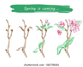 Vector Illustration of Apple tree sketch for Design, Website, Background, Banner. Hand drawn flower Elements. Vintage Spring Template