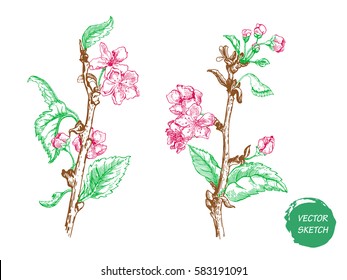 Vector Illustration of Apple tree sketch for Design, Website, Background, Banner. Hand drawn flower Elements. Vintage Spring Template