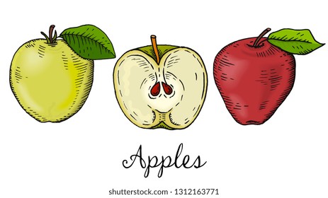 Vector Illustration of Apples Collection Sketch Style