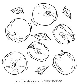 Vektorgrafik von Äpfeln im Doodle-Stil. Konturzeichnung eines Apfels. minimalistisches Fruchtdesign.
