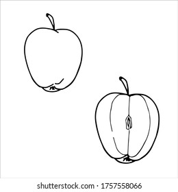 Vector illustration of apples. Two apples. Hand drawn food sketch isolated on white background.