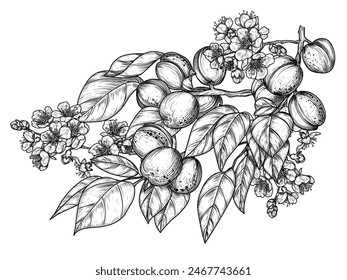 Vector illustration of an apricot branch with fruits and flowers in engraving style