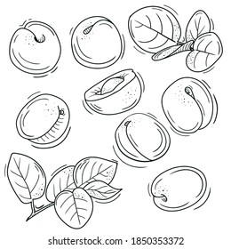 vector illustration of apricot in Doodle style. outline drawing of an apricot. the minimalistic design of fruit.