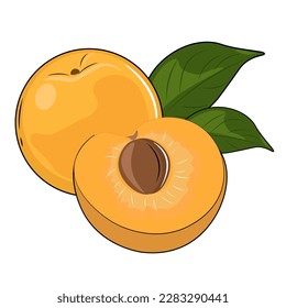 vector illustration of an apricot fruit