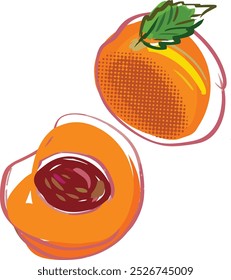Vector illustration of apricot fruit