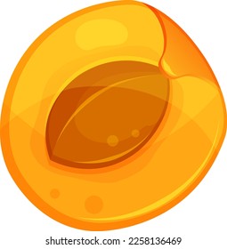 vector illustration of apricot, half apricot with a stone, summer fruits, healthy and organic food 