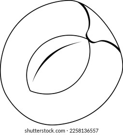 ilustración vectorial del albaricoque, medio albaricoque con una piedra, frutos de verano, alimentos sanos y orgánicos, doodle y boceto estilo 