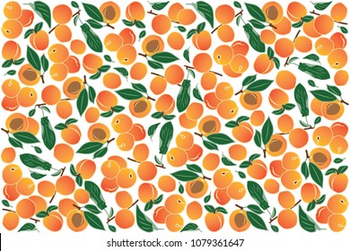 vector illustration of apricot and leaf design background white and fruit EPS10