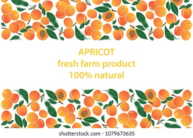 vector illustration of apricot and leaf design background white and fruit and text fresh farm product 100% natural EPS10