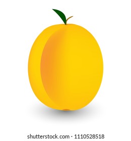 Vector illustration of apricot on white background