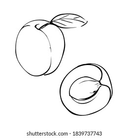 Vector illustration of an apricot on a white isolated background. Black and white outline. Shop sketch, banner, menu, and logo. EPS 10