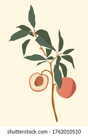 Vector illustration of apricot on the yellow isolated background. Summer minimalist printable wall poster.