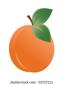 Vector illustration of the apricot over the white background