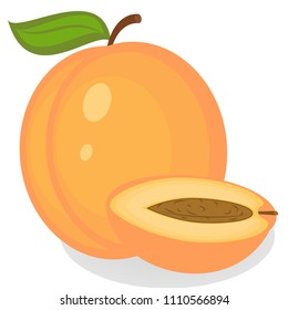 Vector illustration of apricot in a section