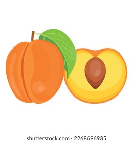 Vector illustration of apricot set. Set of cartoon ripe apricot with leaves, half and slices of fruits. Fresh apricot icons, isolated on white background. Elements for digital resources