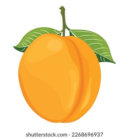 Vector illustration of apricot set. Set of cartoon ripe apricot with leaves, half and slices of fruits. Fresh apricot icons, isolated on white background. Elements for digital resources